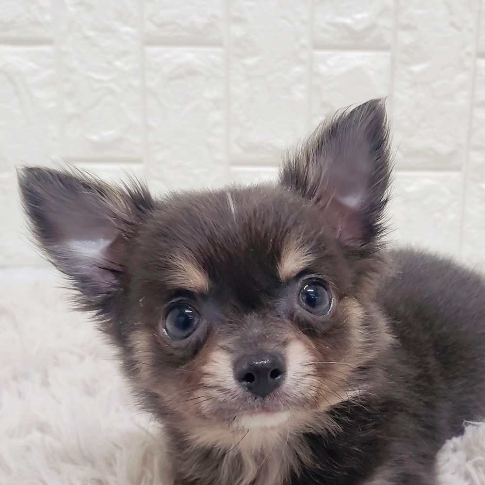 チワワ（ロング）男の子の写真