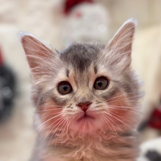 岡山県のソマリ (犬の家＆猫の里倉敷店/2025年10月15日生まれ/女の子/ブルー)の子猫の1枚目の画像