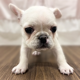 兵庫県のフレンチブルドッグ (犬の家＆猫の里カナート西神戸店/2025年10月18日生まれ/女の子/クリーム)の子犬の2枚目の画像