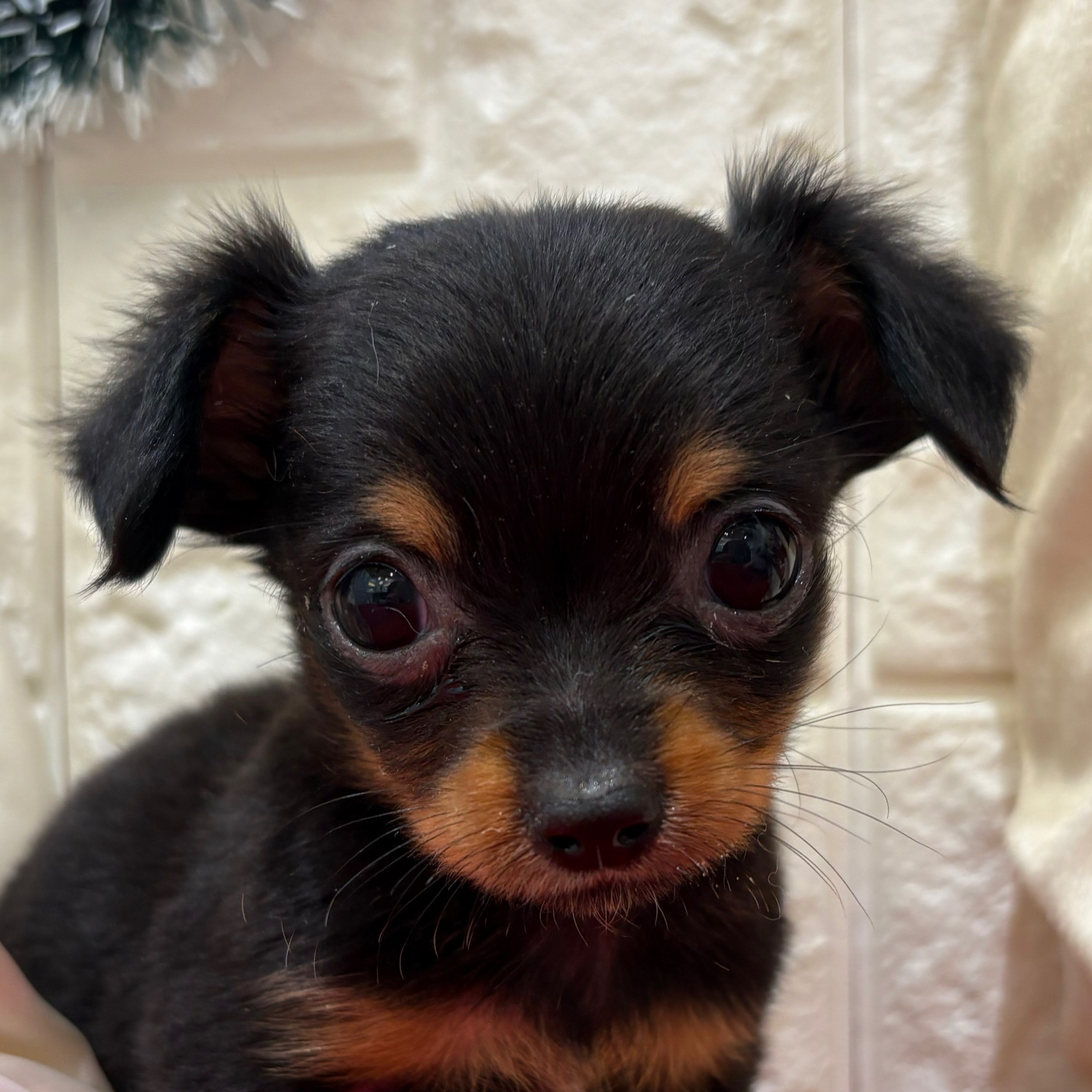 岡山県のチワックス(チワワ×ダックス) (犬の家＆猫の里倉敷店/2025年10月11日生まれ/男の子/ブラックタン)の子犬の1枚目の画像