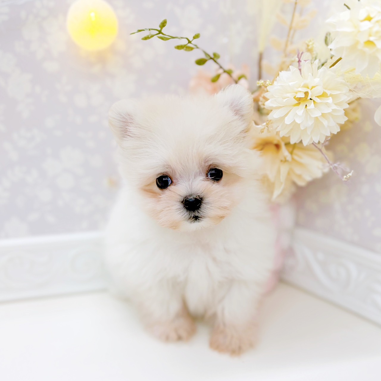 富山県のポメマル/マルポメ(ポメラニアン×マルチーズ) (犬の家＆猫の里富山店/2025年10月19日生まれ/女の子/クリーム)の子犬