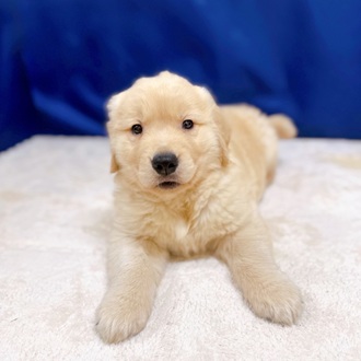 愛知県のゴールデンレトリバー (犬の家＆猫の里一宮店/2025年10月18日生まれ/男の子/ゴールデン)の子犬の1枚目の画像