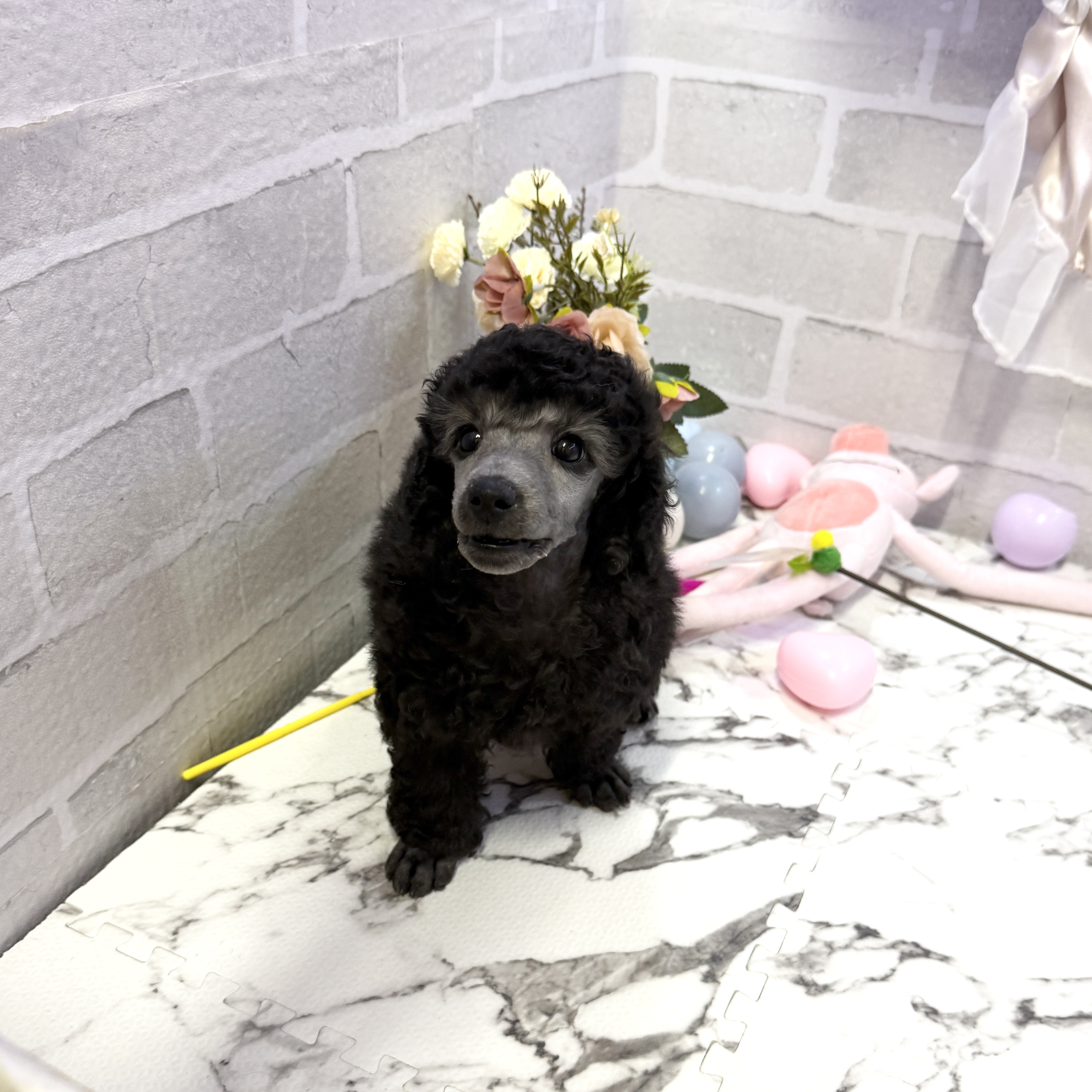 愛知県のトイプードル(トイ) (犬の家＆猫の里岡崎店/2025年10月19日生まれ/男の子/シルバー)の子犬の2枚目の画像