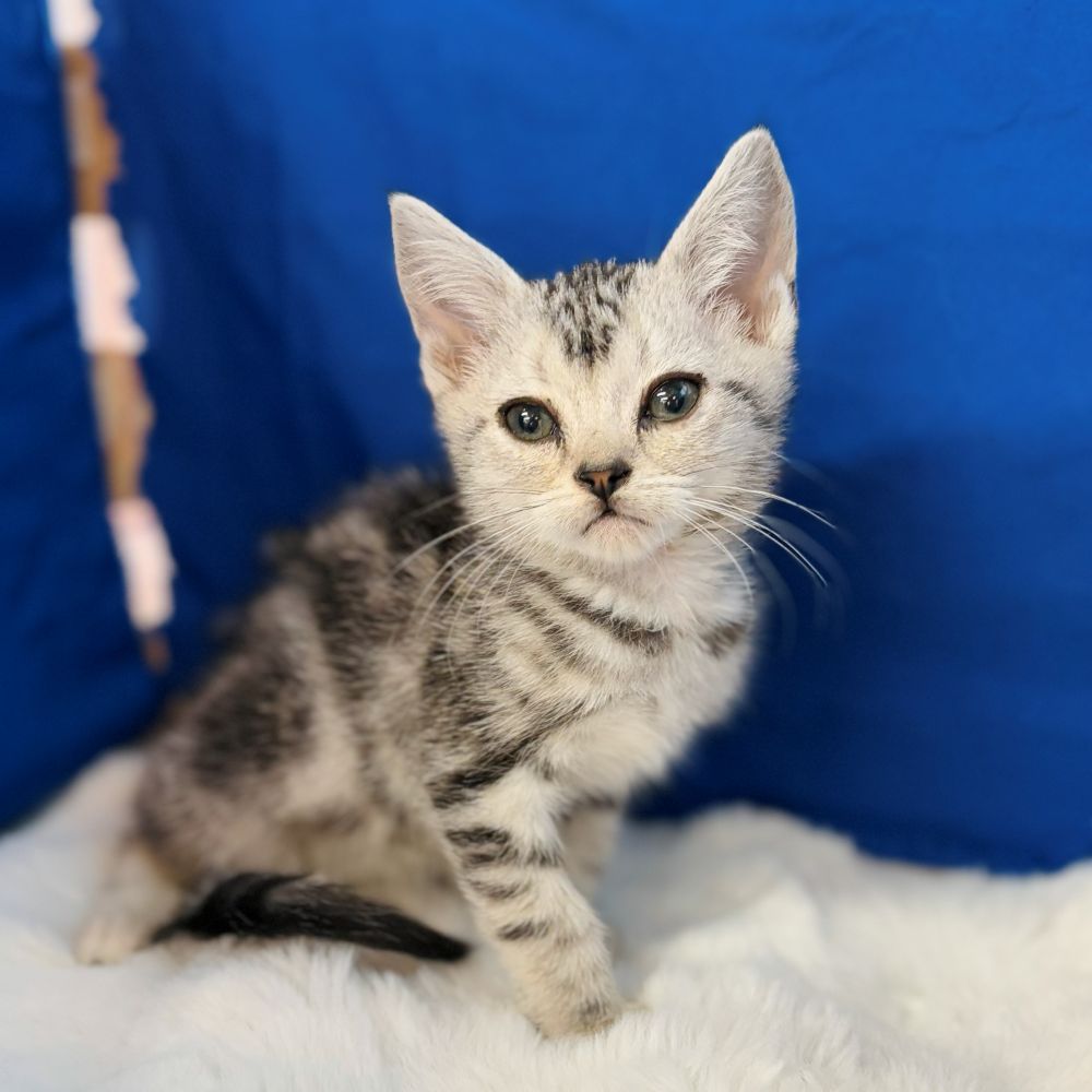 愛知県のアメリカンショートヘアー (犬の家＆猫の里愛知刈谷店/2025年10月7日生まれ/男の子/シルバータビー)の子猫の2枚目の画像
