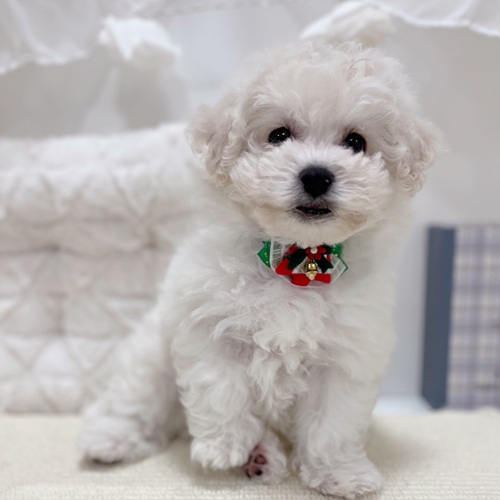 岐阜県のビションフリーゼ (犬の家＆猫の里カラフルタウン岐阜店/2025年10月14日生まれ/男の子/ホワイト)の子犬の2枚目の画像