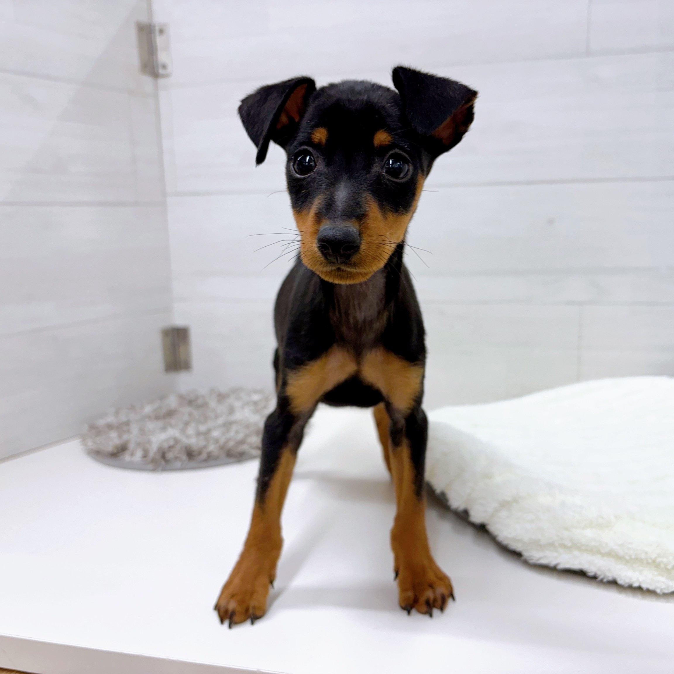 石川県のミニチュアピンシャー (犬の家＆猫の里アミーゴ金沢おこばた店/2025年10月17日生まれ/男の子/ブラックタン)の子犬の2枚目の画像