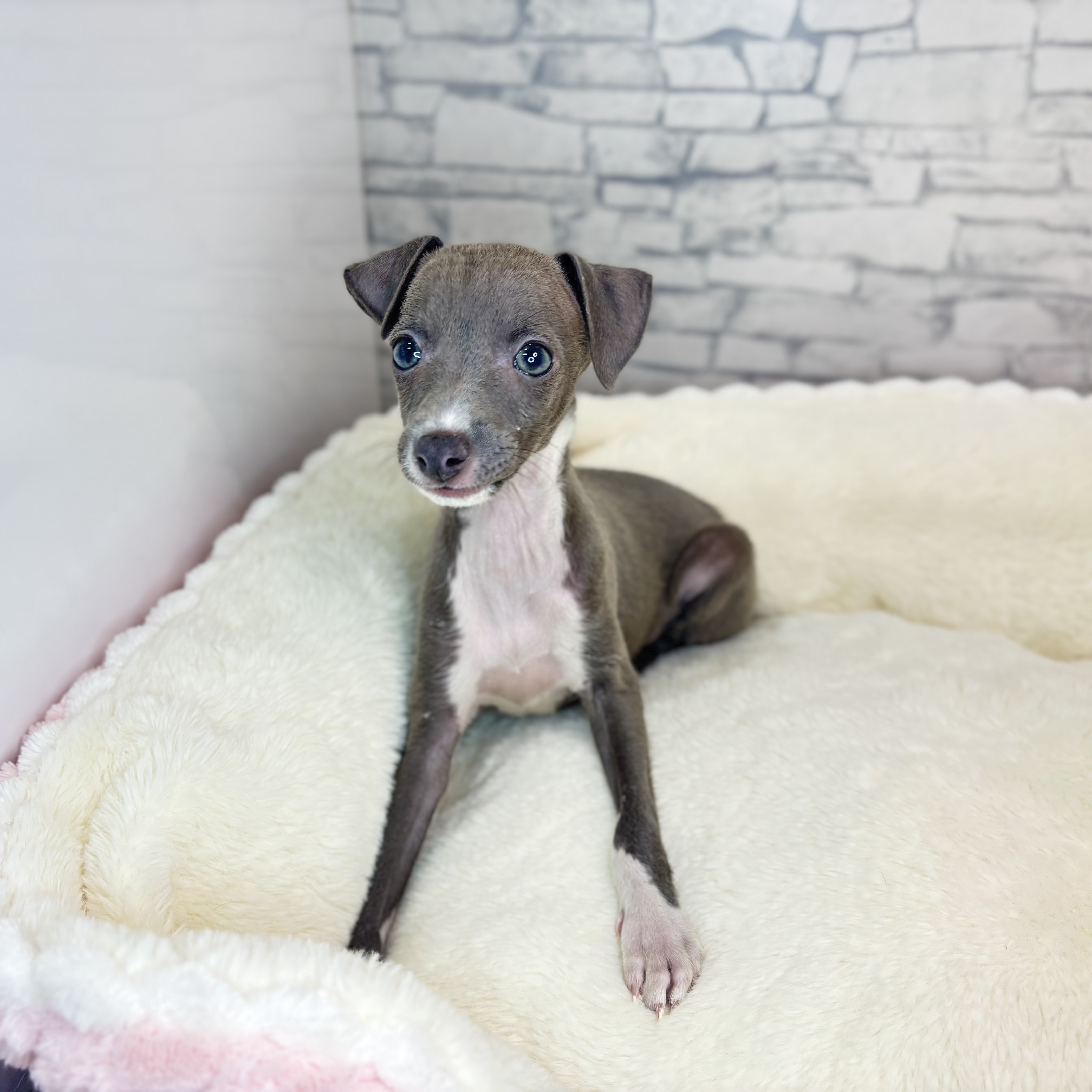 イタリアングレーハウンド女の子の写真