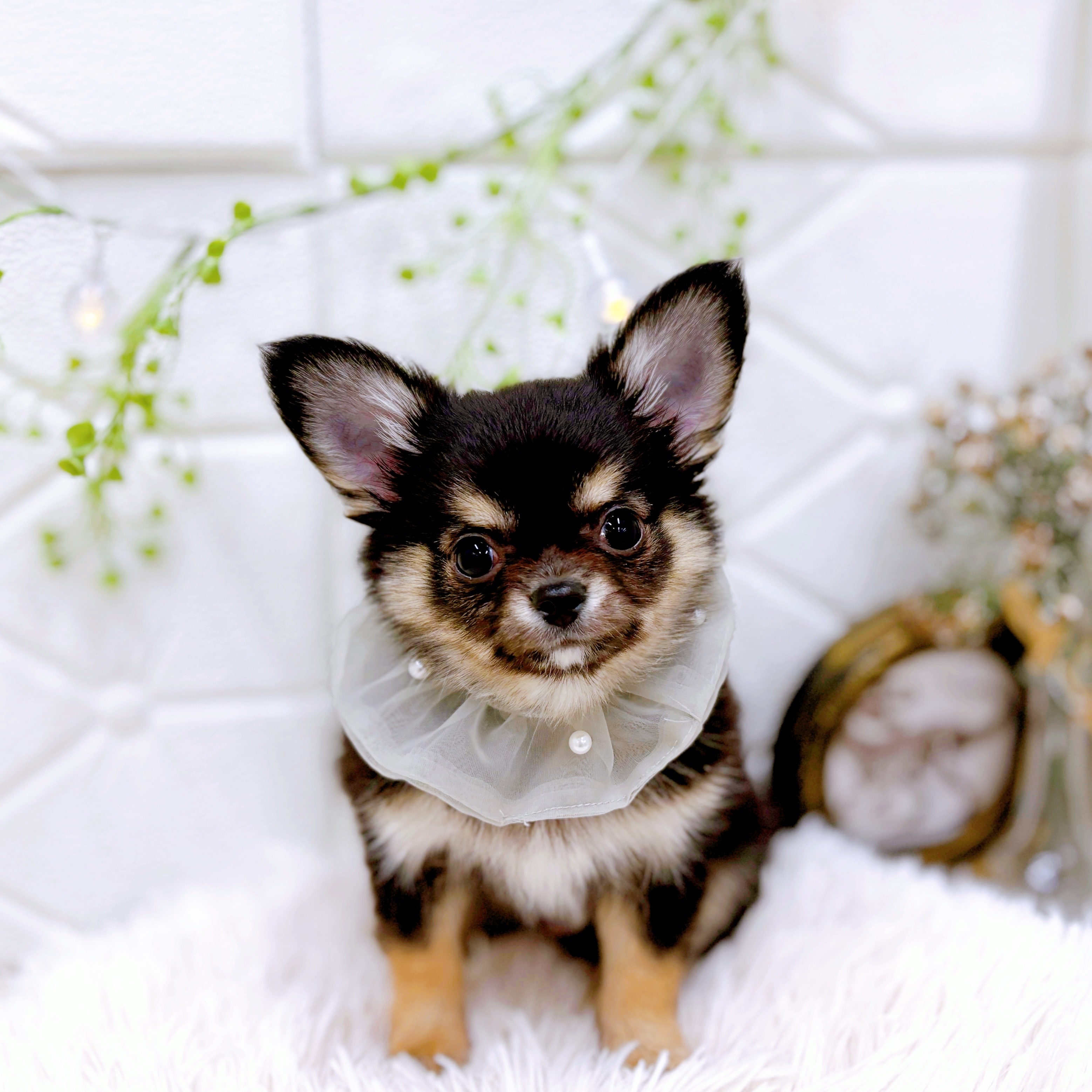 福井県のチワワ(ロング) (犬の家＆猫の里アミーゴ福井店/2025年10月13日生まれ/男の子/ブラックタンホワイト)の子犬の1枚目の画像