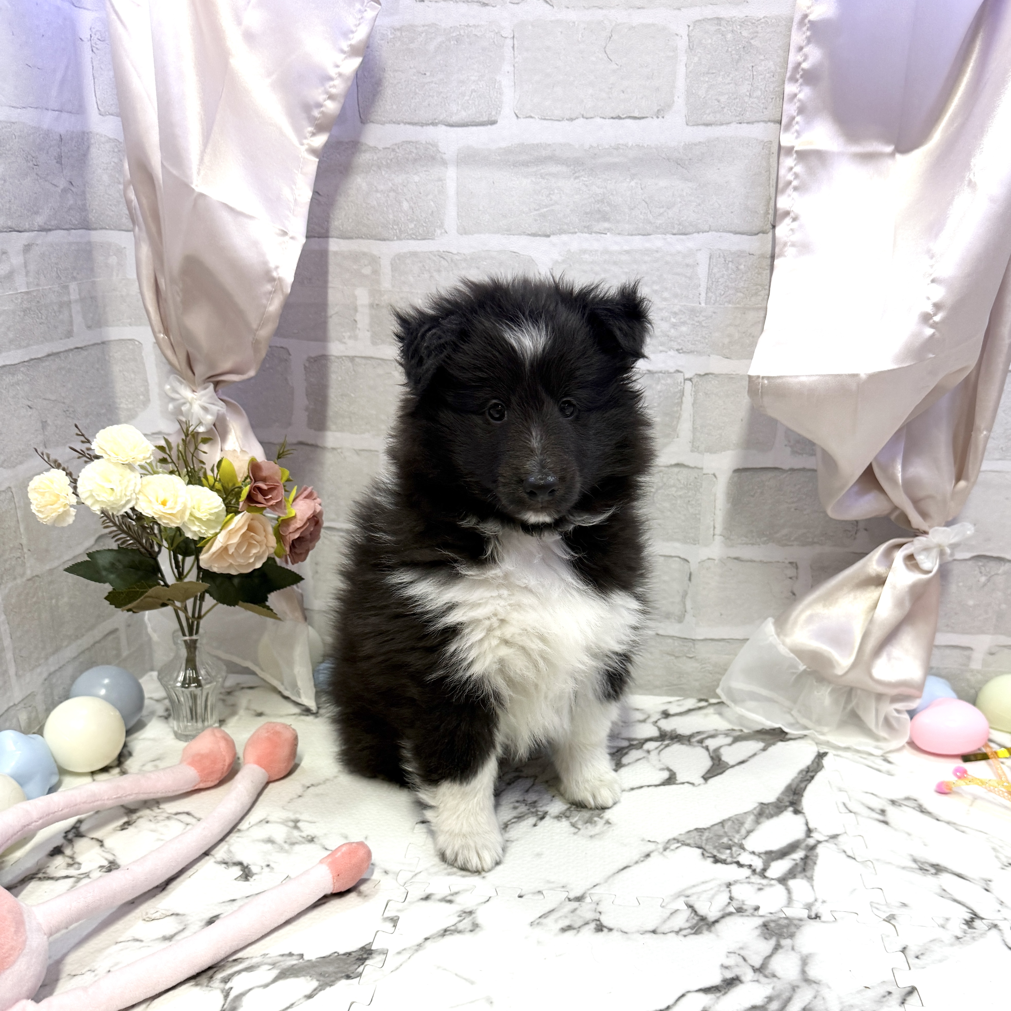 愛知県のシェットランドシープドッグ (犬の家＆猫の里岡崎店/2025年10月18日生まれ/男の子/ブラックホワイト)の子犬の2枚目の画像