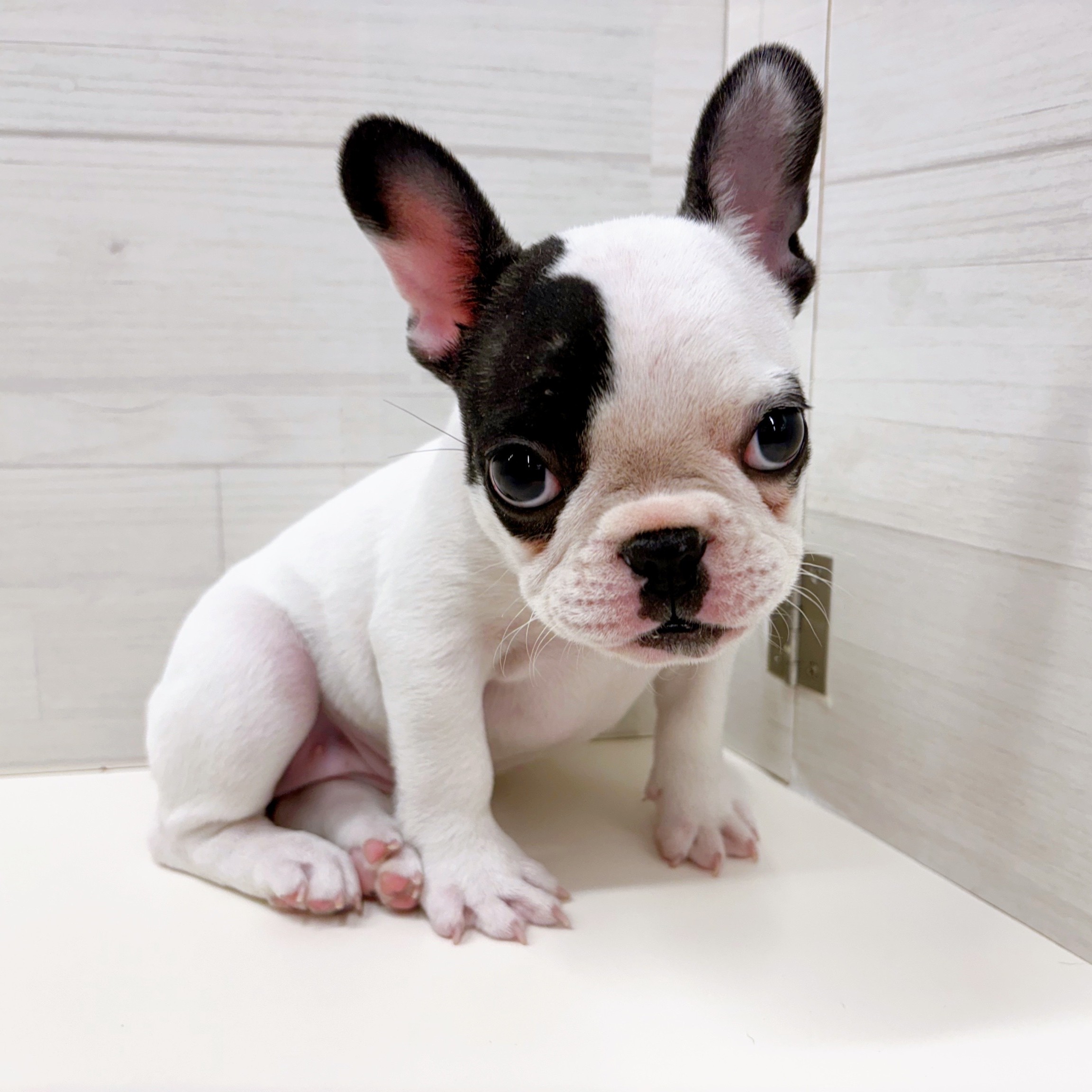 石川県のフレンチブルドッグ (犬の家＆猫の里アミーゴ金沢おこばた店/2025年10月19日生まれ/女の子/パイド)の子犬の2枚目の画像