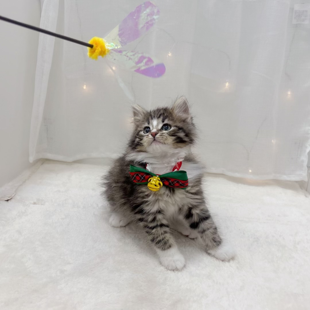 千葉県のノルウェージャンフォレストキャット (犬の家＆猫の里BIGHOPガーデンモール印西店/2025年10月19日生まれ/男の子/ブラウンタビーホワイト)の子猫の2枚目の画像