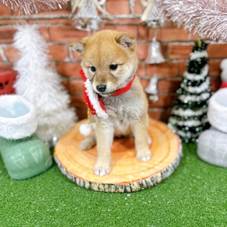 神奈川県の柴犬(標準サイズ) (犬の家＆猫の里小田原店/2025年10月21日生まれ/女の子/赤)の子犬の2枚目の画像