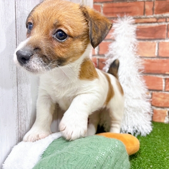 神奈川県のジャックラッセルテリア (犬の家＆猫の里小田原店/2025年10月25日生まれ/女の子/ホワイトタン)の子犬の2枚目の画像