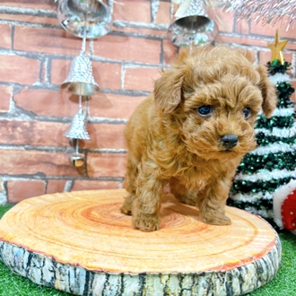 神奈川県のトイプードル(トイ) (犬の家＆猫の里小田原店/2025年10月28日生まれ/男の子/レッド)の子犬の2枚目の画像