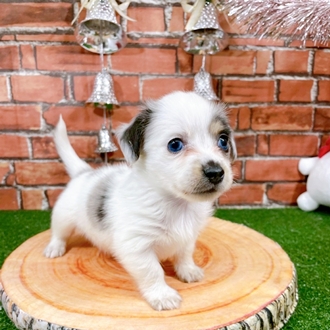 ハーフ犬男の子の写真