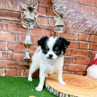 神奈川県のチワワ(ロング) (犬の家＆猫の里小田原店/2025年11月1日生まれ/女の子/ホワイトブラックタン)の子犬の2枚目の画像