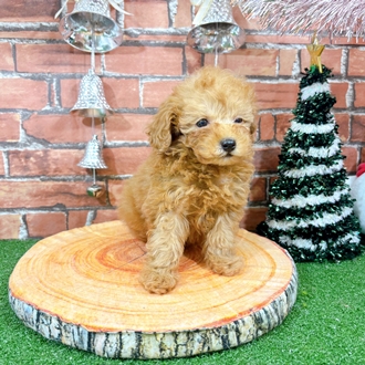 神奈川県のトイプードル(タイニー) (犬の家＆猫の里小田原店/2025年10月23日生まれ/男の子/アプリコット)の子犬の2枚目の画像