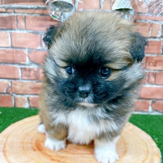 神奈川県のペキポメ/ポメペキ(ペキニーズ×ポメラニアン) (犬の家＆猫の里小田原店/2025年11月2日生まれ/男の子/フォーン)の子犬の2枚目の画像