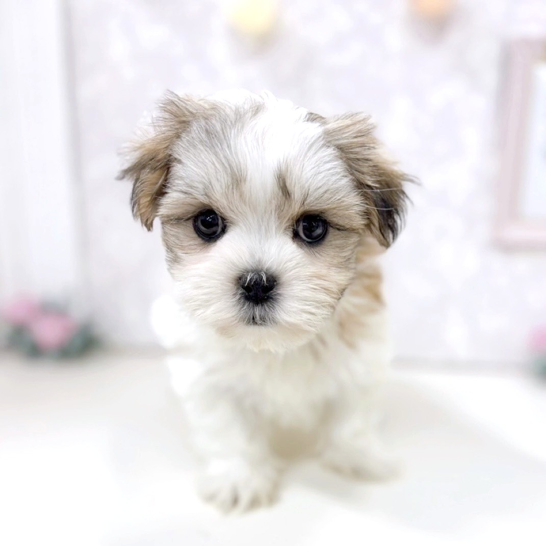 富山県のマルズー/マルシーズ(マルチーズ×シーズー) (犬の家＆猫の里アミーゴ高岡蓮花寺店/2025年10月21日生まれ/女の子/ホワイトゴールド)の子犬