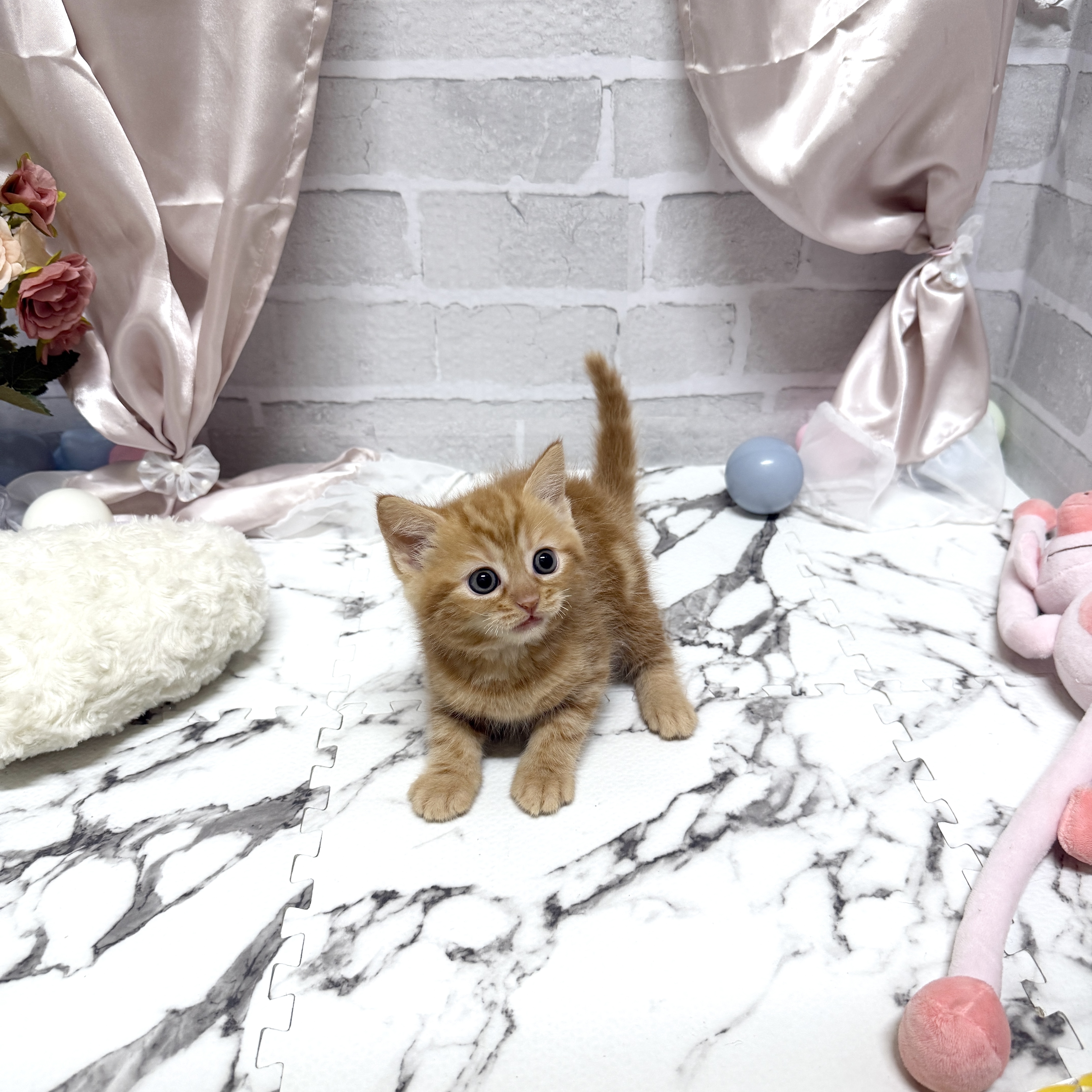 愛知県のスコティッシュストレート (犬の家＆猫の里岡崎店/2025年10月21日生まれ/男の子/レッドタビー)の子猫の2枚目の画像