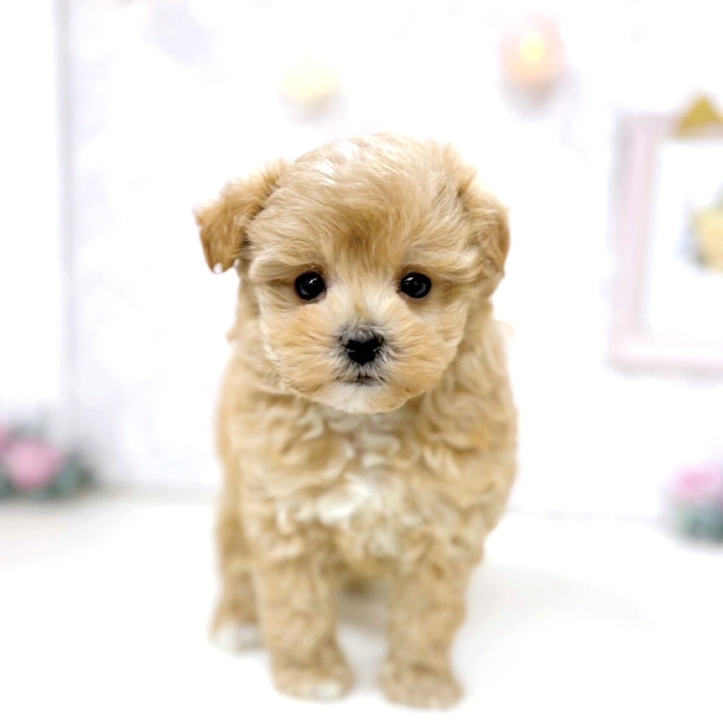 富山県のマルプー(マルチーズ×プードル) (犬の家＆猫の里アミーゴ高岡蓮花寺店/2025年10月20日生まれ/女の子/アプリコット)の子犬