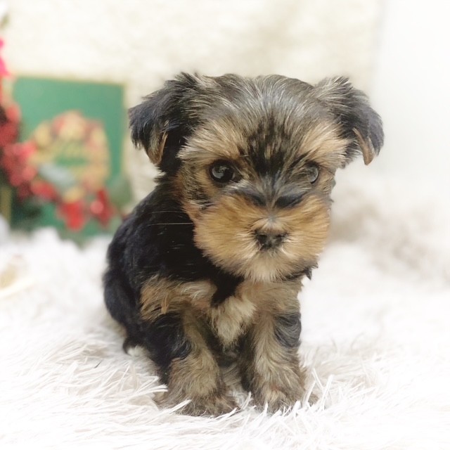 静岡県のヨークシャーテリア (犬の家＆猫の里藤枝店/2025年10月20日生まれ/女の子/スチールブルータン)の子犬の1枚目の画像
