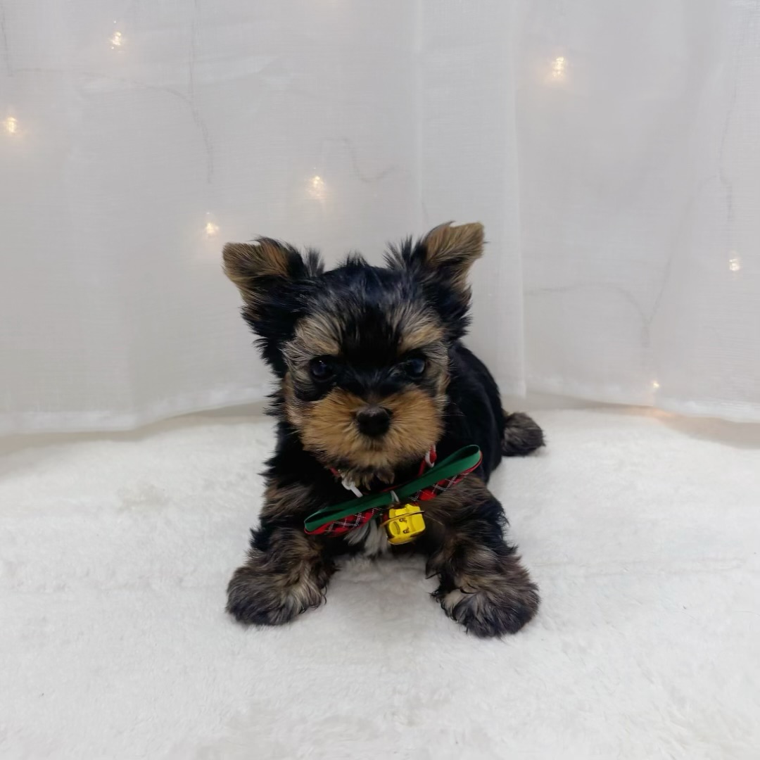 千葉県のヨークシャーテリア (犬の家＆猫の里BIGHOPガーデンモール印西店/2025年10月20日生まれ/男の子/スチールブルータン)の子犬の2枚目の画像