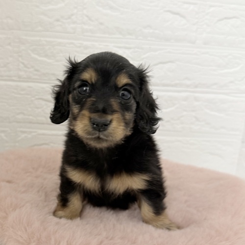 愛知県のカニンヘンダックスフンド(ロング) (犬の家＆猫の里豊川インター店/2025年10月21日生まれ/女の子/ブラックタン)の子犬の1枚目の画像