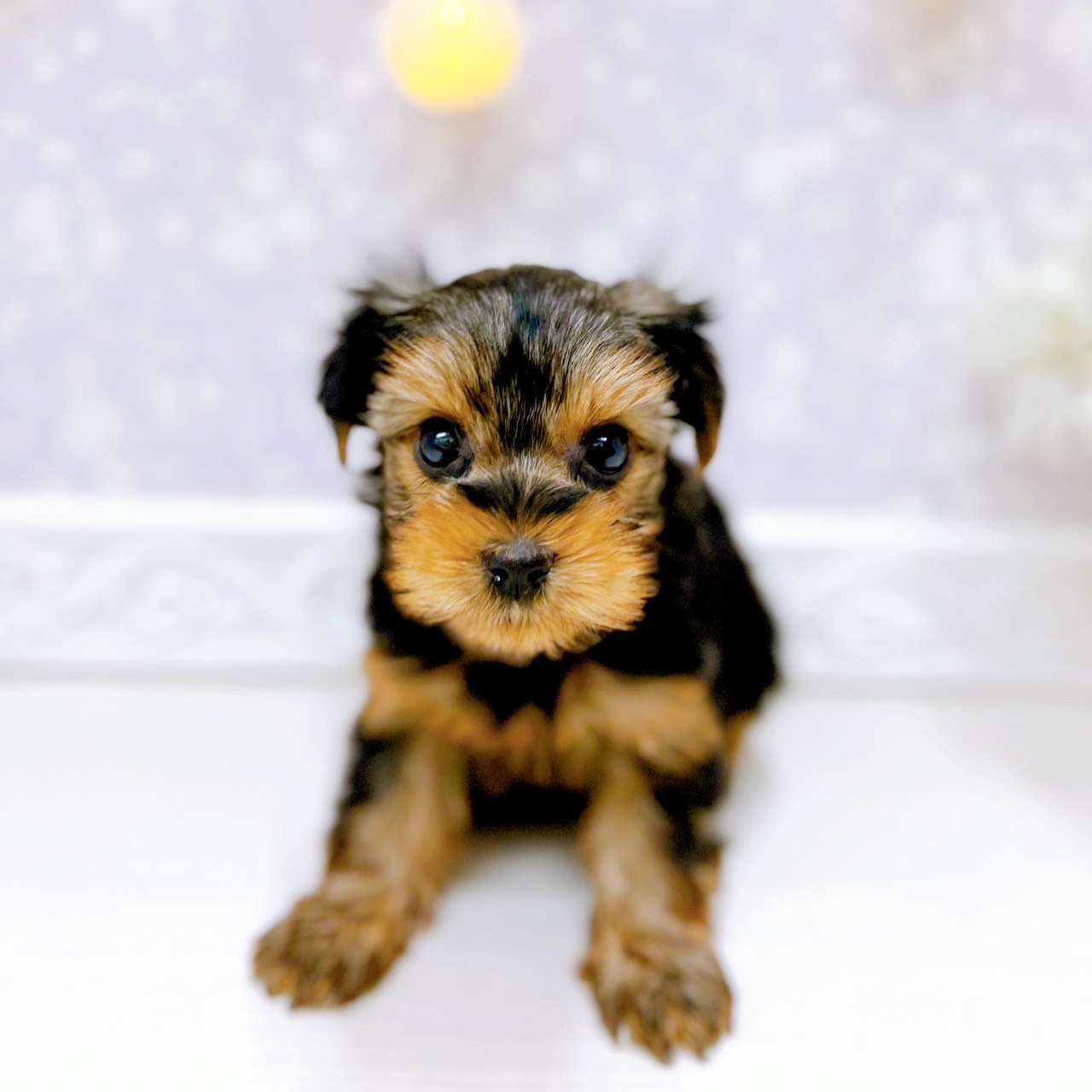 富山県のヨークシャーテリア (犬の家＆猫の里アミーゴ山室店/2025年10月20日生まれ/女の子/スチールブルータン)の子犬の1枚目の画像