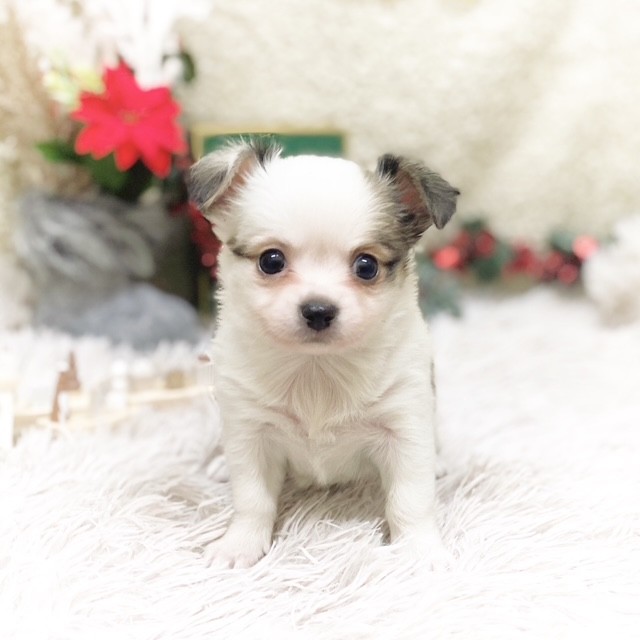 静岡県のチワワ(ロング) (犬の家＆猫の里藤枝店/2025年10月18日生まれ/女の子/レッドホワイト)の子犬の1枚目の画像