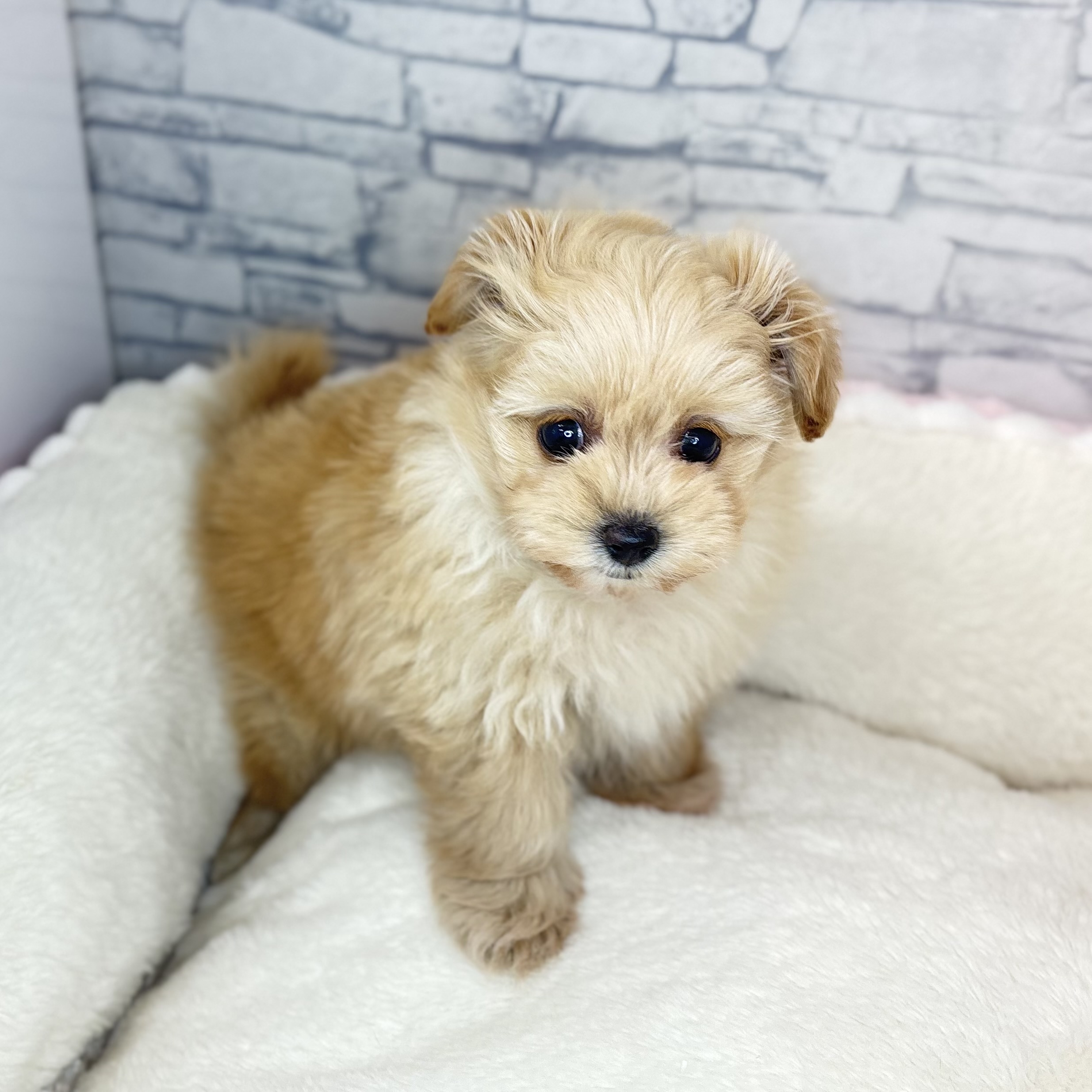 長野県のポメプー(ポメラニアン×プードル) (犬の家＆猫の里長野店/2025年10月19日生まれ/女の子/アプリコット)の子犬の2枚目の画像