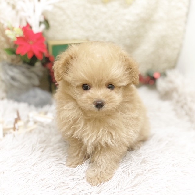 静岡県のポメプー(ポメラニアン×プードル) (犬の家＆猫の里藤枝店/2025年10月19日生まれ/女の子/アプリコット)の子犬の2枚目の画像