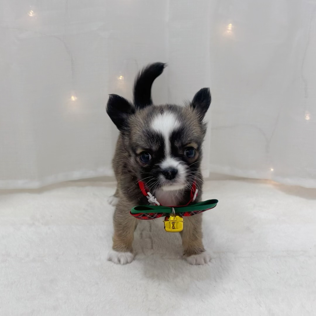 千葉県のチワワ(ロング) (犬の家＆猫の里BIGHOPガーデンモール印西店/2025年10月20日生まれ/男の子/フォーンホワイト)の子犬の2枚目の画像