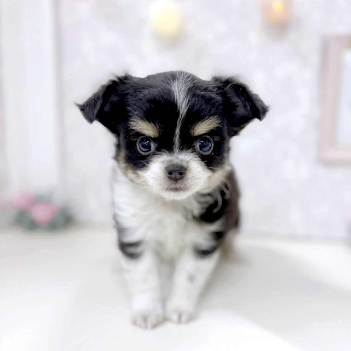 富山県のチワワ(ロング) (犬の家＆猫の里アミーゴ高岡蓮花寺店/2025年10月20日生まれ/男の子/ブラックタンホワイト)の子犬