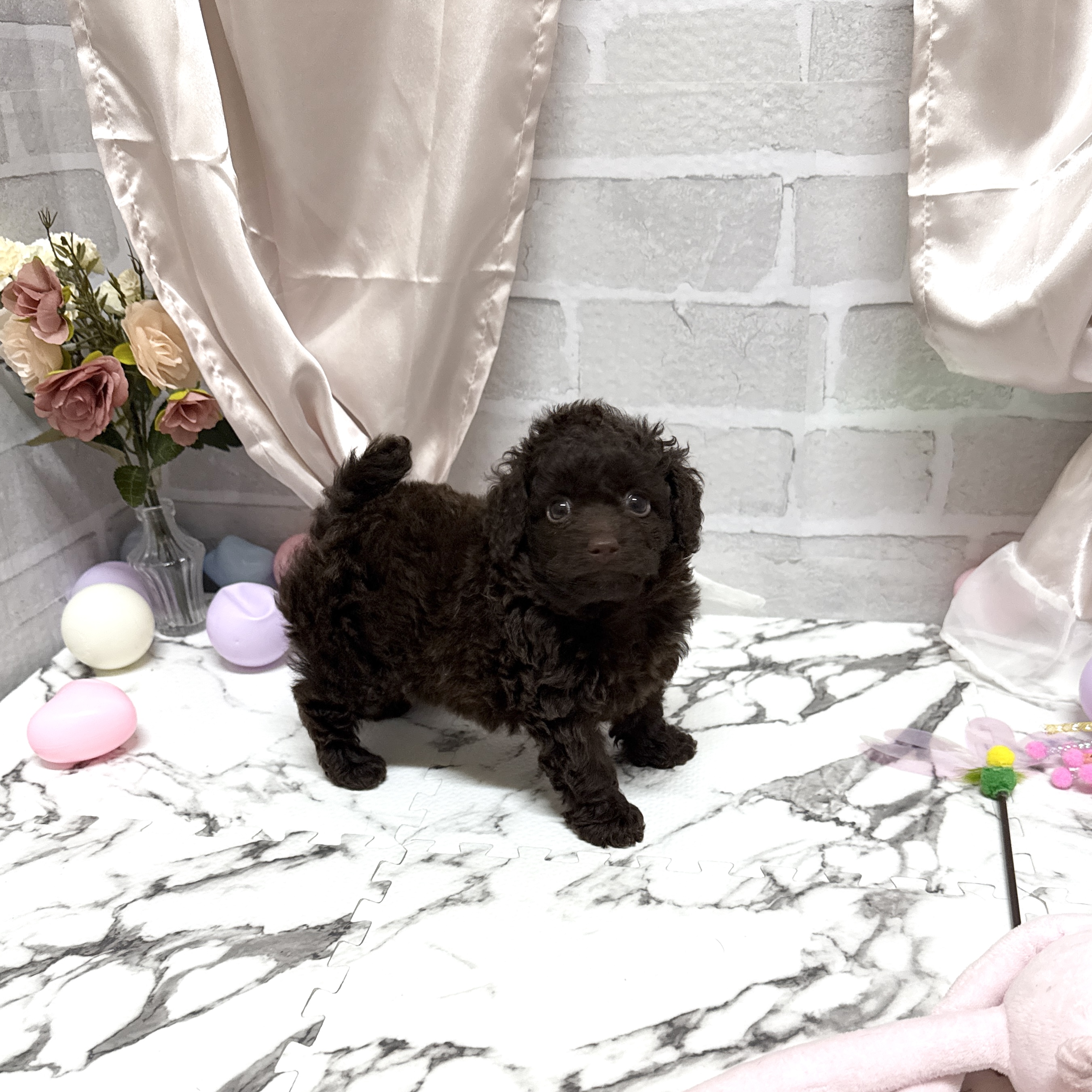 愛知県のトイプードル(トイ) (犬の家＆猫の里岡崎店/2025年10月21日生まれ/女の子/ブラウン)の子犬の2枚目の画像