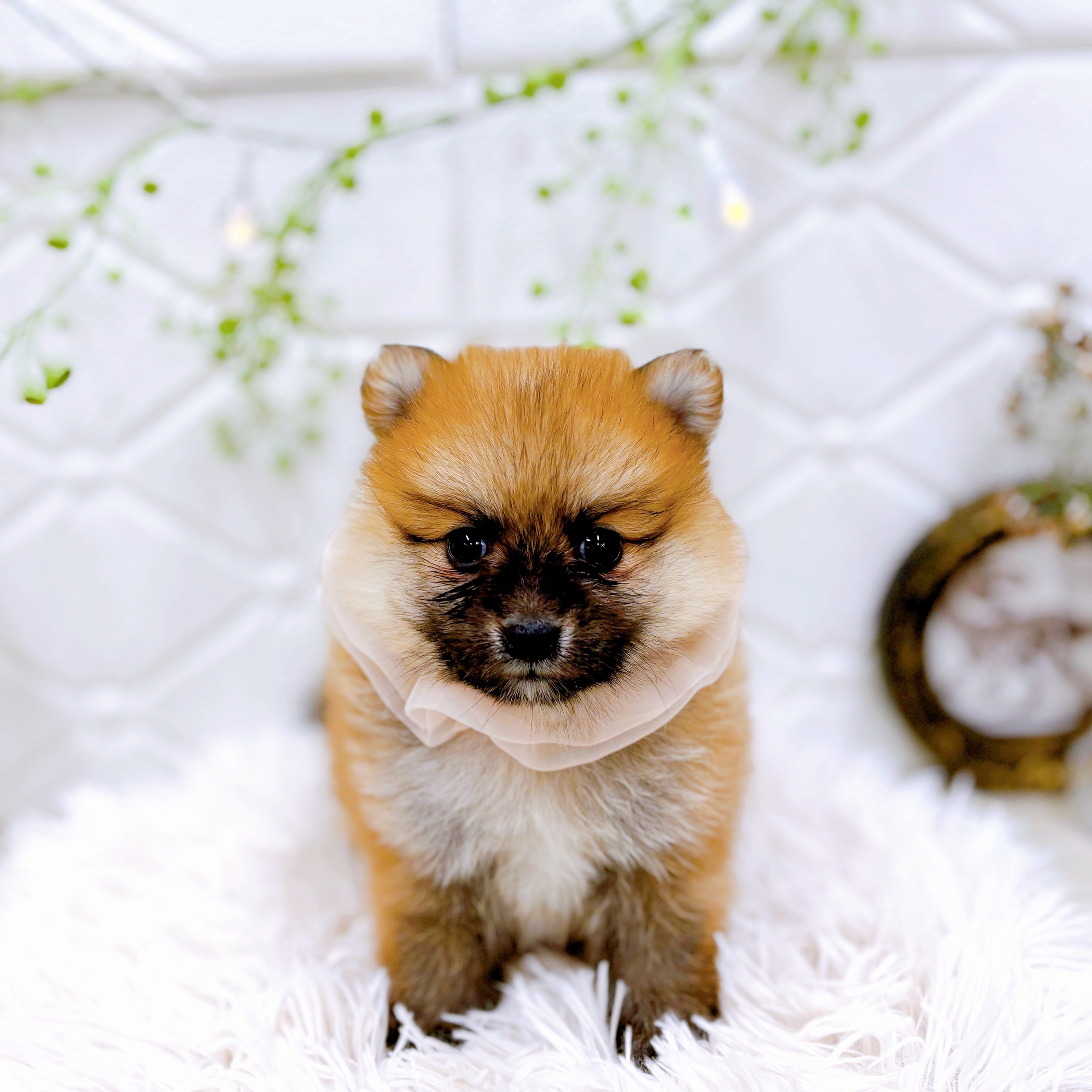 福井県のポメ柴/豆ポメ/ポメ豆柴(ポメラニアン×柴犬) (犬の家＆猫の里アミーゴ福井店/2025年10月19日生まれ/女の子/赤)の子犬の1枚目の画像