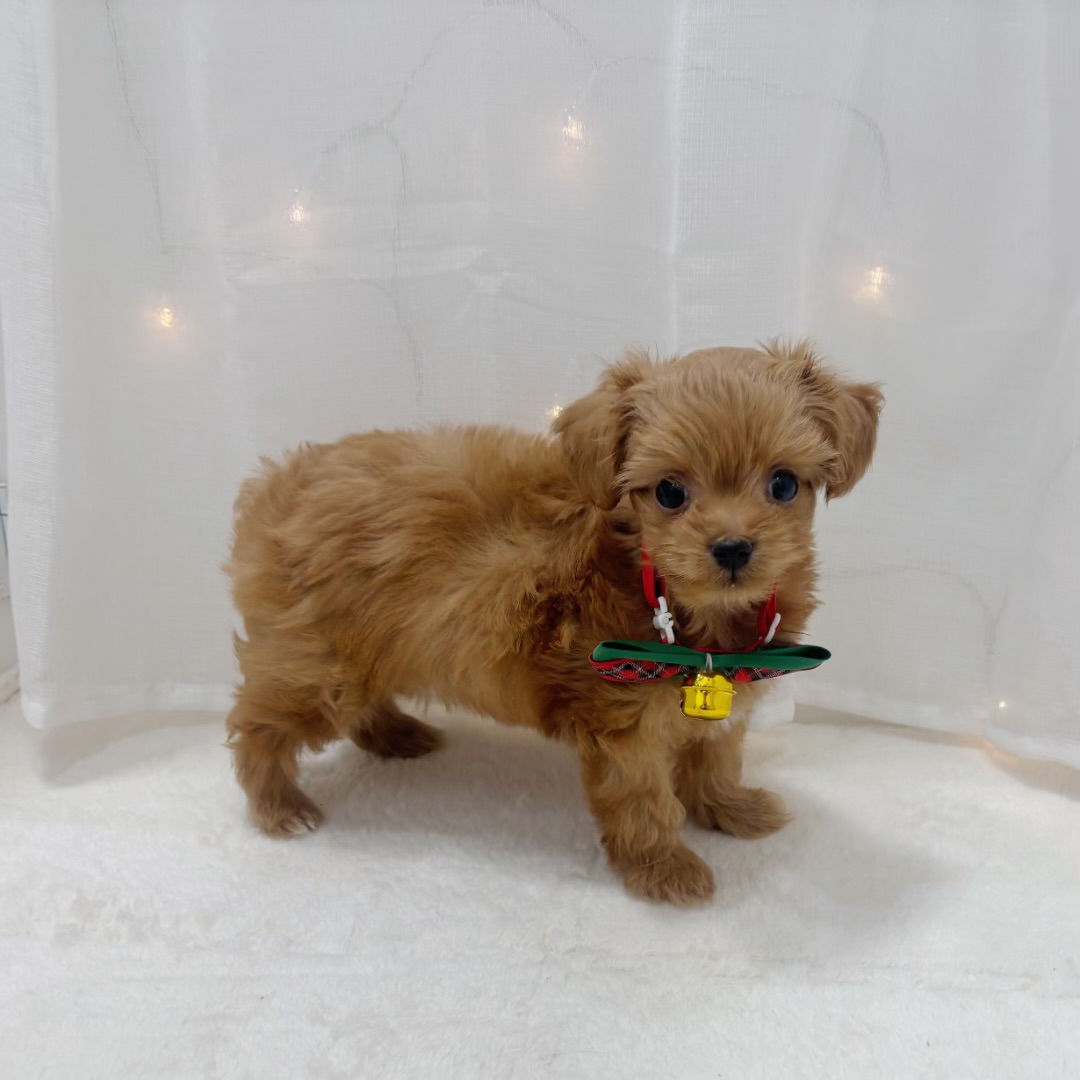 千葉県のチワプー/プーチー(チワワ×プードル) (犬の家＆猫の里BIGHOPガーデンモール印西店/2025年10月21日生まれ/女の子/レッド)の子犬の2枚目の画像