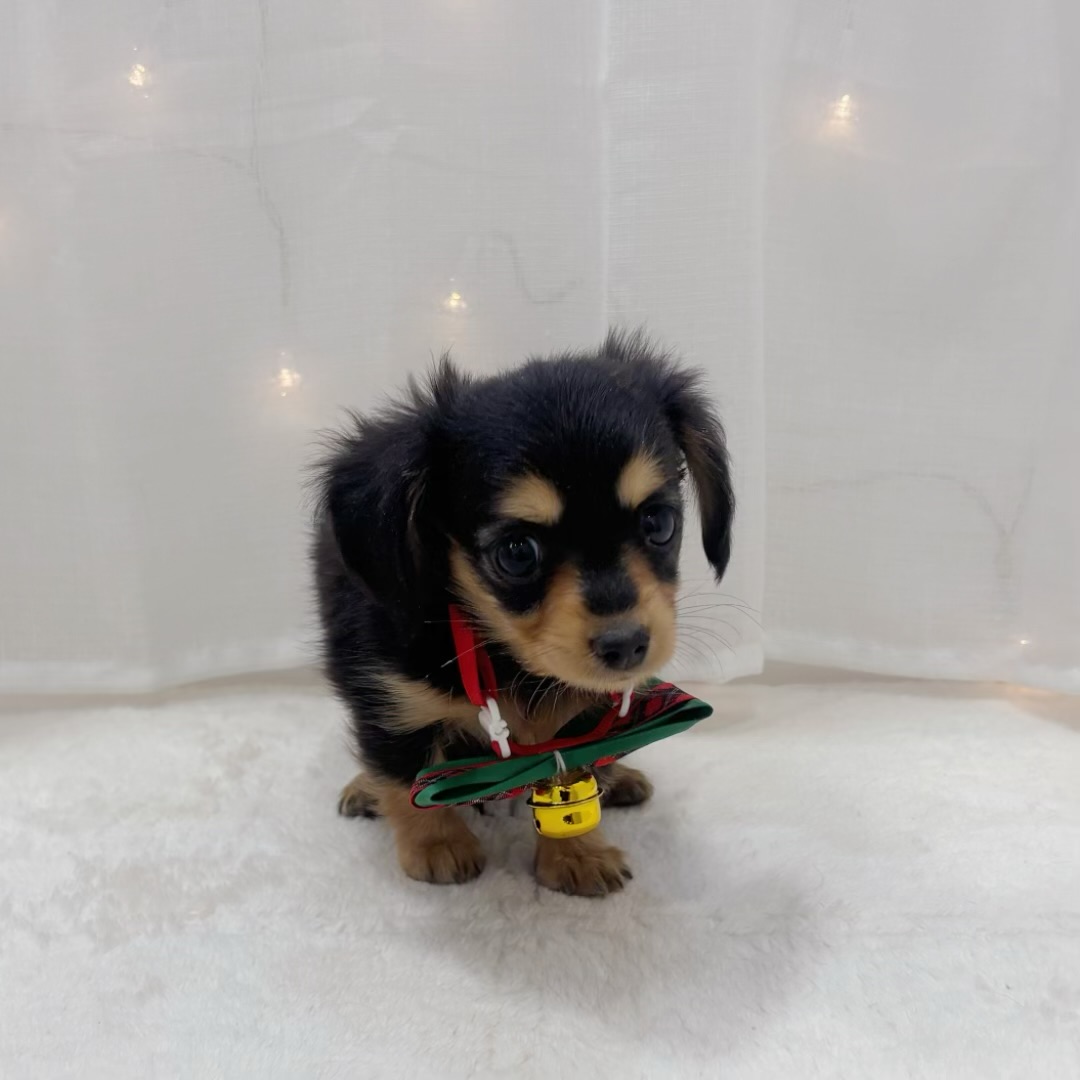 千葉県のチワックス(チワワ×ダックス) (犬の家＆猫の里BIGHOPガーデンモール印西店/2025年10月20日生まれ/女の子/ブラックタン)の子犬の2枚目の画像