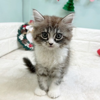 静岡県のミヌエット (犬の家＆猫の里マークイズ静岡店/2025年10月20日生まれ/女の子/シルバータビーホワイト)の子猫の2枚目の画像