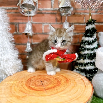 神奈川県のミヌエット (犬の家＆猫の里小田原店/2025年10月20日生まれ/男の子/シルバータビーホワイト)の子猫の1枚目の画像