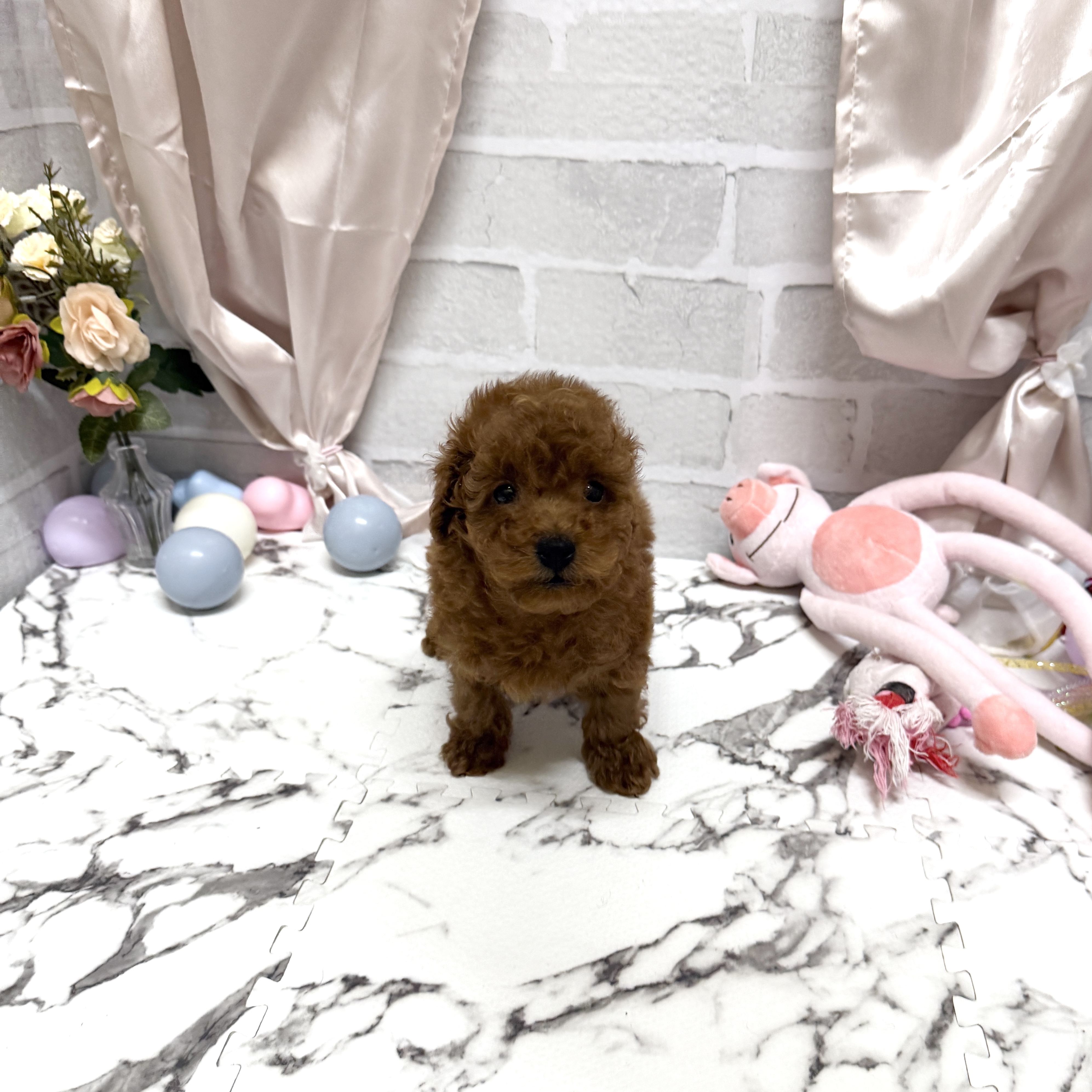 愛知県のトイプードル(トイ) (犬の家＆猫の里岡崎店/2025年10月20日生まれ/男の子/レッド)の子犬の2枚目の画像