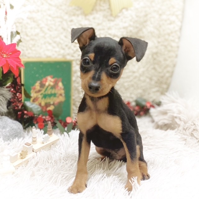 静岡県のミニチュアピンシャー (犬の家＆猫の里藤枝店/2025年10月19日生まれ/男の子/ブラックタン)の子犬の1枚目の画像