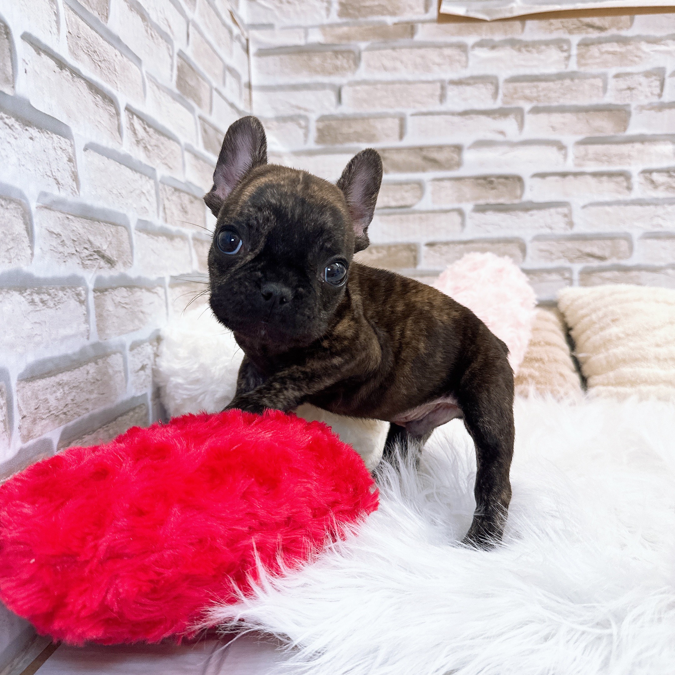 神奈川県のフレンチブルドッグ (犬の家＆猫の里モザイクモール港北店/2025年10月16日生まれ/男の子/ブリンドル)の子犬の2枚目の画像