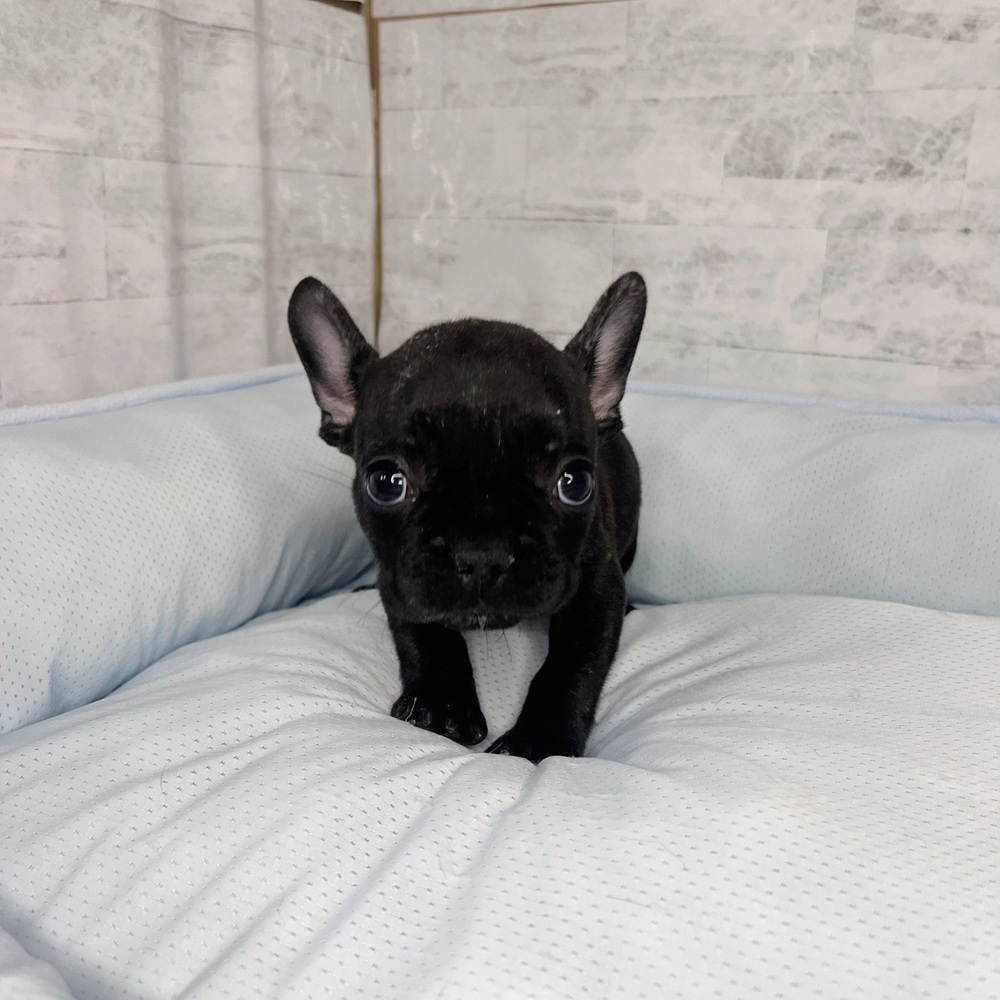 長野県のフレンチブルドッグ (犬の家＆猫の里塩尻店/2025年10月16日生まれ/女の子/ブリンドル)の子犬の2枚目の画像