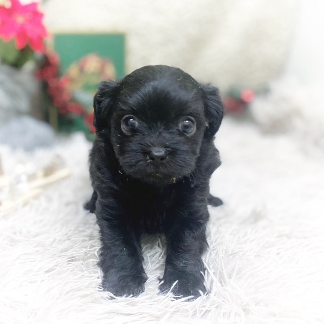 静岡県のチワプー/プーチー(チワワ×プードル) (犬の家＆猫の里藤枝店/2025年10月21日生まれ/女の子/ブラック)の子犬の2枚目の画像