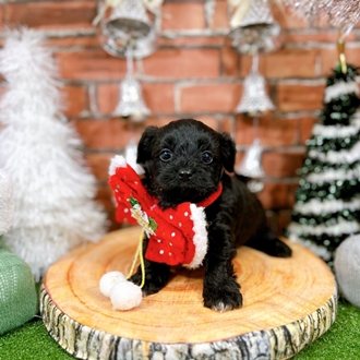 神奈川県のチワプー/プーチー(チワワ×プードル) (犬の家＆猫の里小田原店/2025年10月21日生まれ/男の子/ブラック)の子犬の1枚目の画像