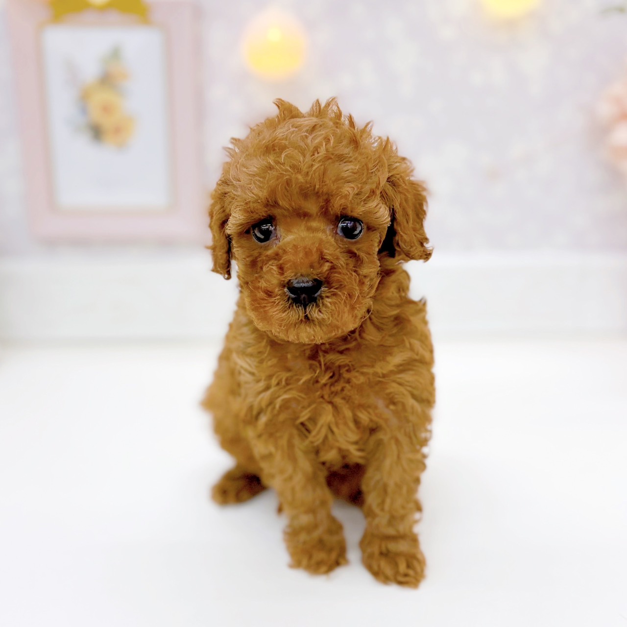 富山県のトイプードル(トイ) (犬の家＆猫の里富山店/2025年10月19日生まれ/女の子/レッド)の子犬の1枚目の画像