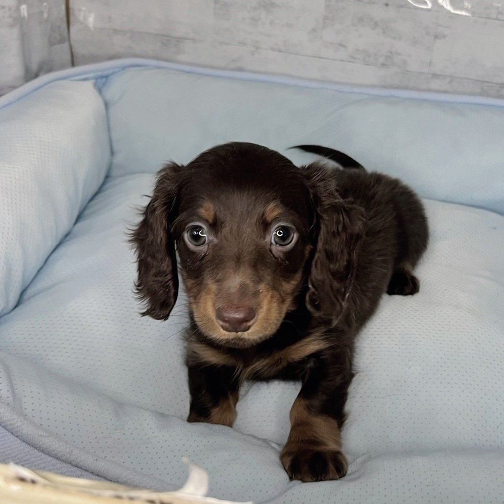 長野県のカニンヘンダックスフンド(ロング) (犬の家＆猫の里塩尻店/2025年10月18日生まれ/男の子/チョコレートタン)の子犬の2枚目の画像