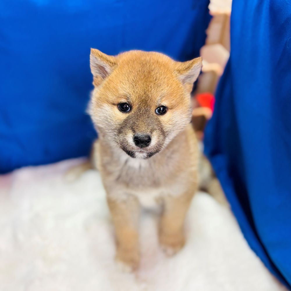 愛知県の柴犬(標準サイズ) (犬の家＆猫の里愛知刈谷店/2025年10月21日生まれ/男の子/赤)の子犬の1枚目の画像