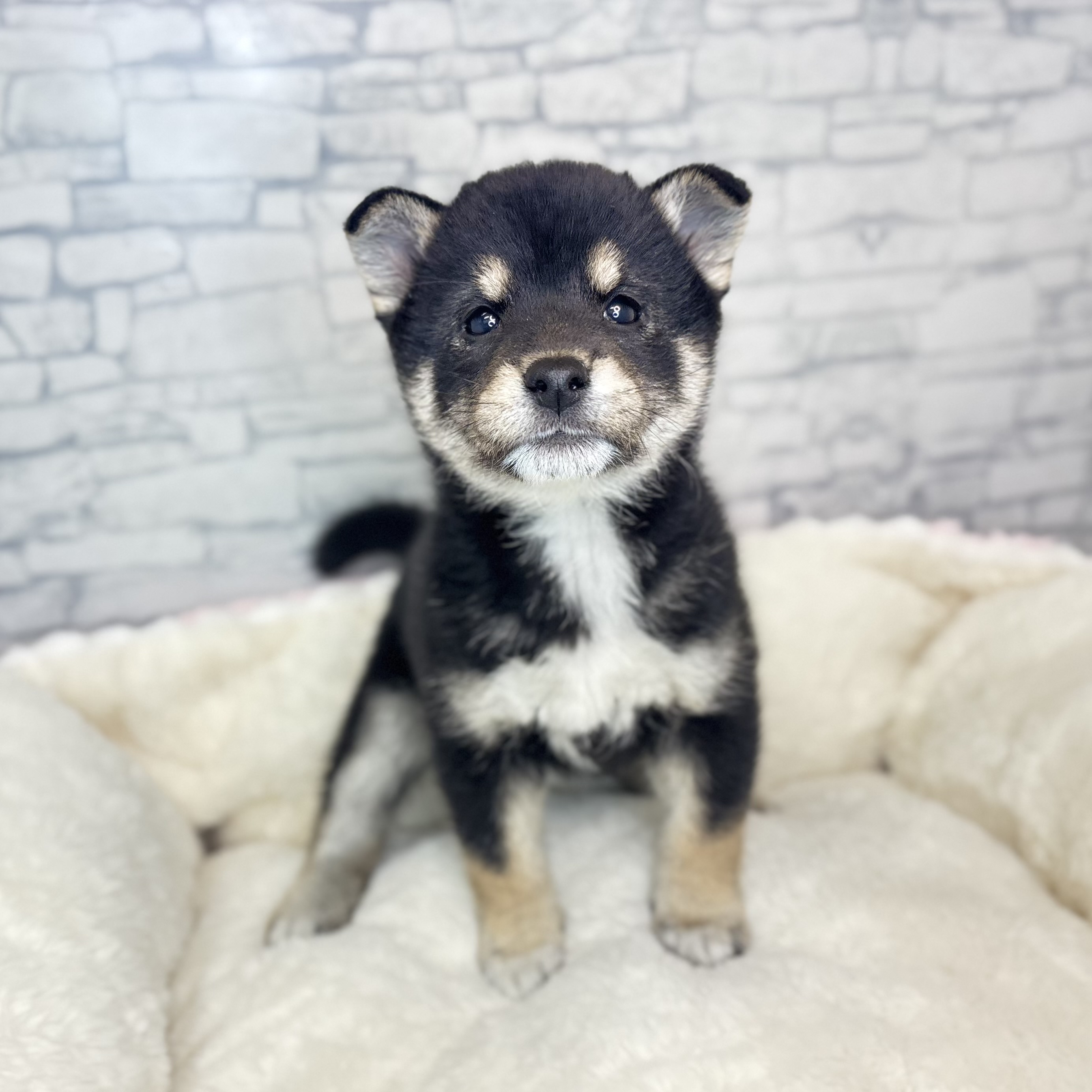 柴犬女の子の写真